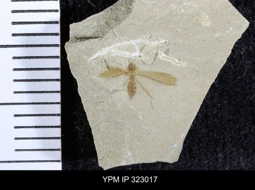 Chironomus patens