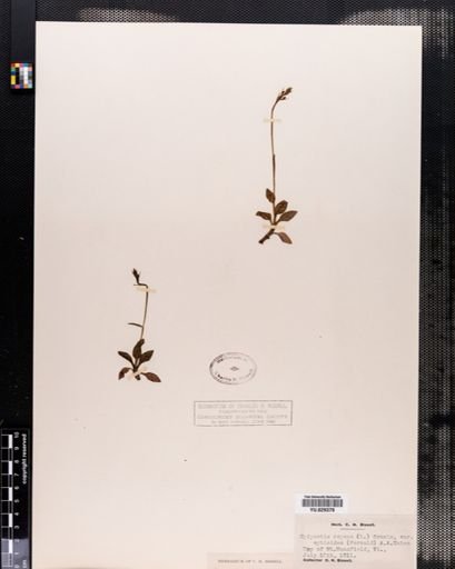 Plantae