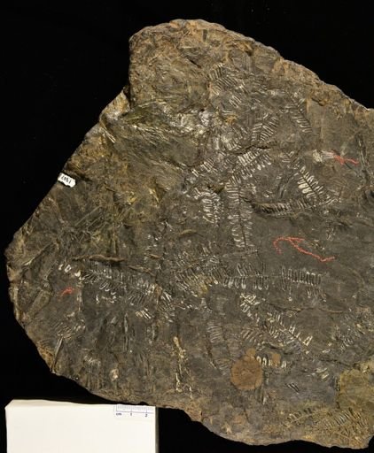 Pecopteris sp.