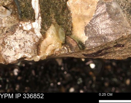 undet. Ammonoidea
