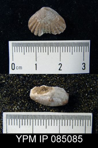 Uncinulus hebe