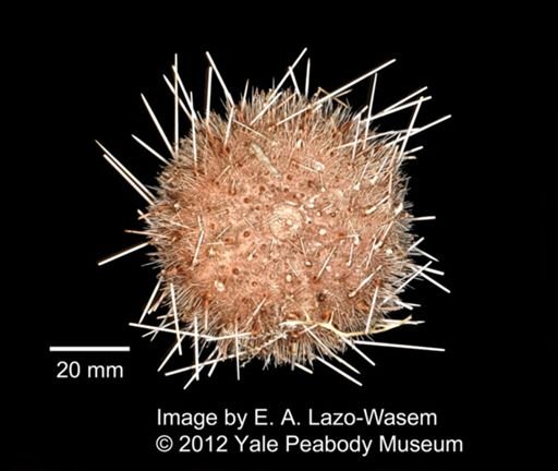 Echinoidea