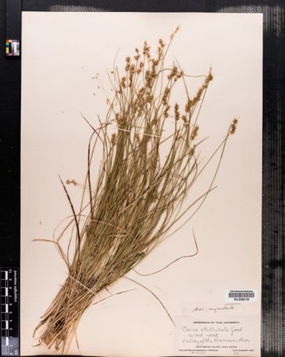 Carex angustior