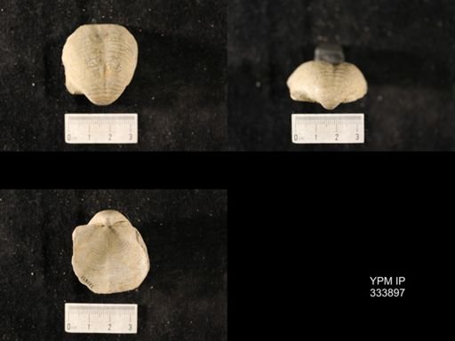 Echinoconchus punctatus