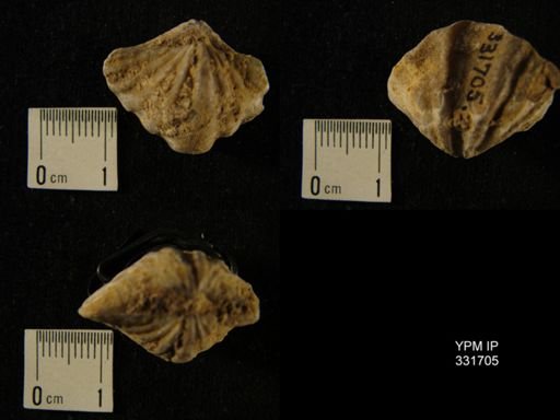Macropleura?
