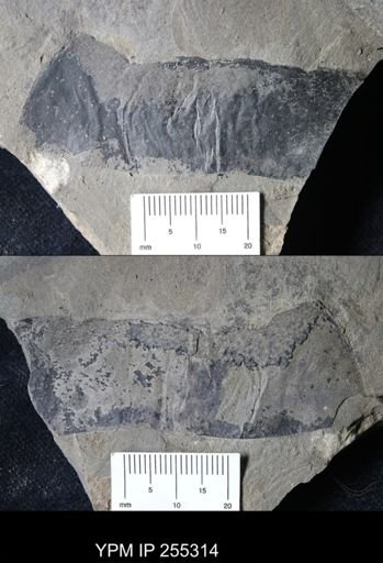 Eurypterida