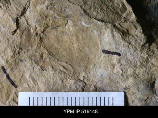 Microschedia sp.