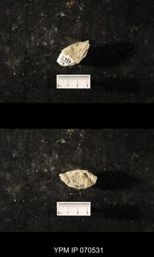 Favosites louisvillensis