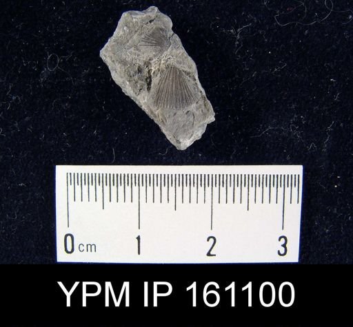 Dalmanella testudinaria