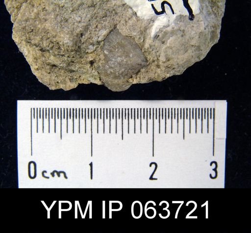 Wilsonella saffordi