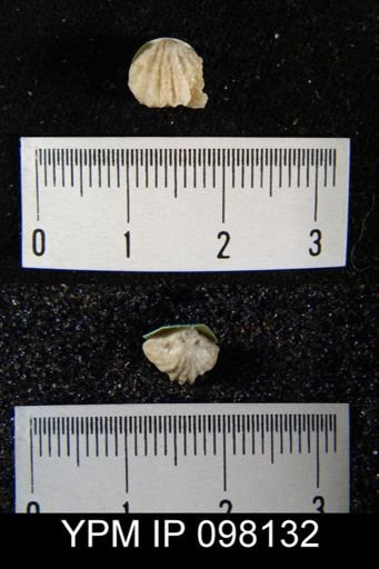 Camarotoechia whitei