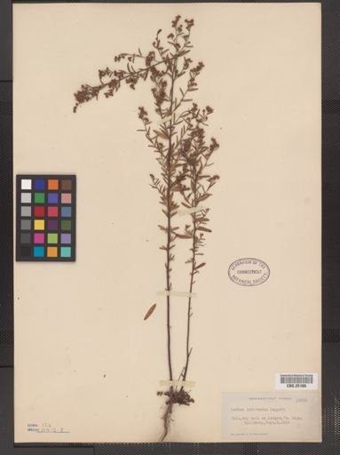 Lechea intermedia