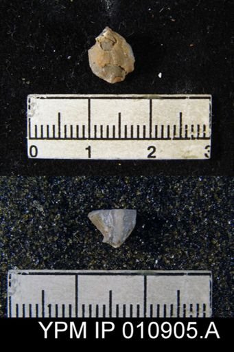 Meekella attenuata