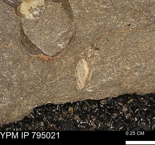 undet. Bivalvia