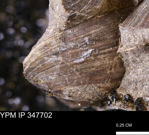 Limopsis striatopunctatus