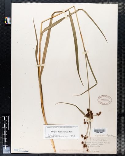 Scirpus hattorianus