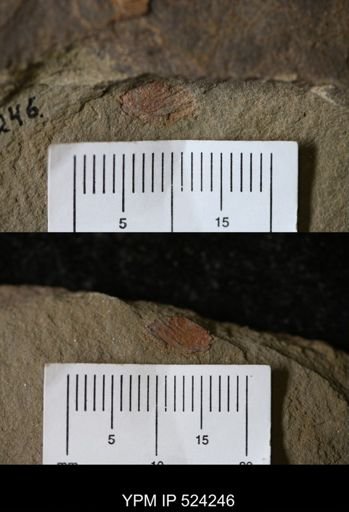Problematica