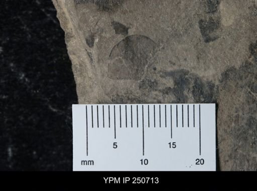 undet. Eurypterida