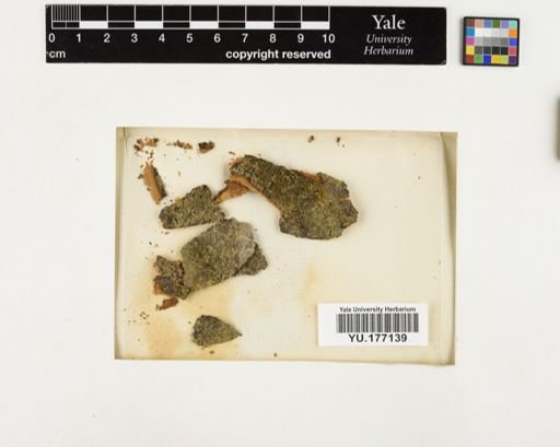 Plantae