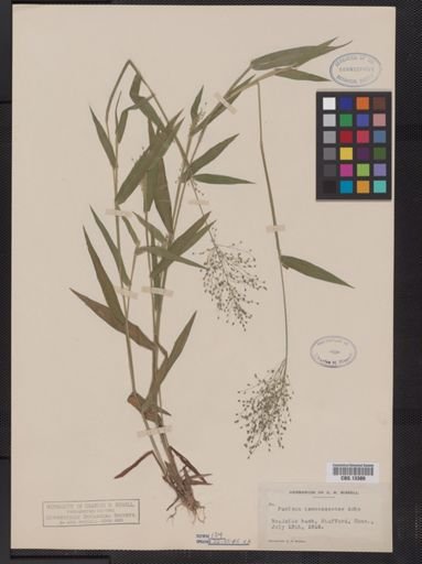 Panicum lanuginosum