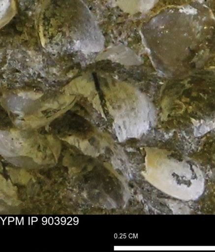 Corbulamella?