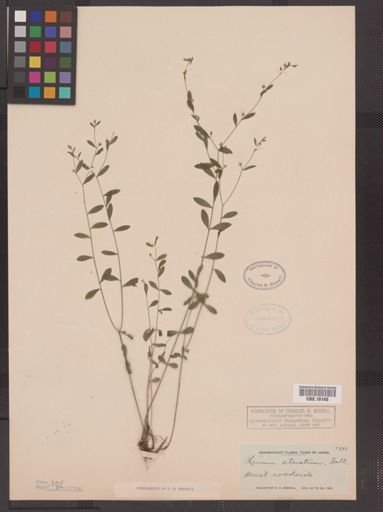 Linum striatum