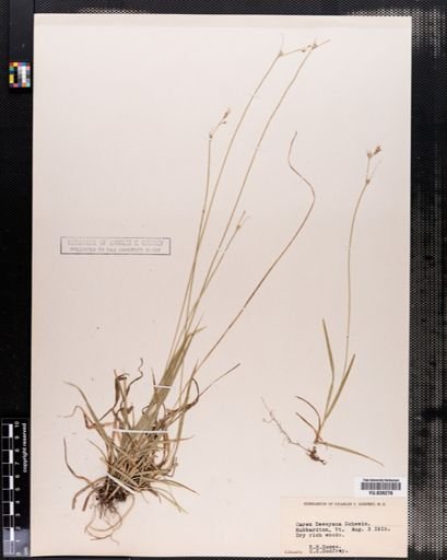 Carex deweyana