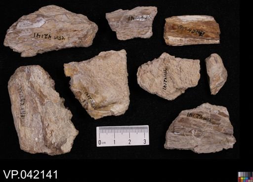 undet. Actinopterygii