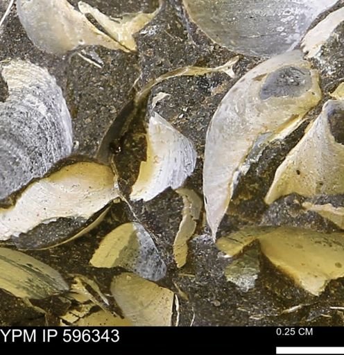 Limopsis striatopunctatus