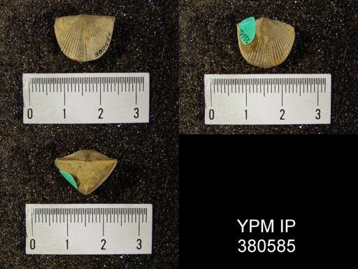 Cyrtia cyrtiniformis