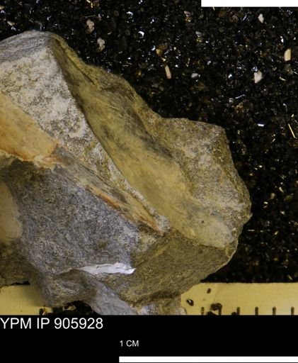 undet. Bivalvia