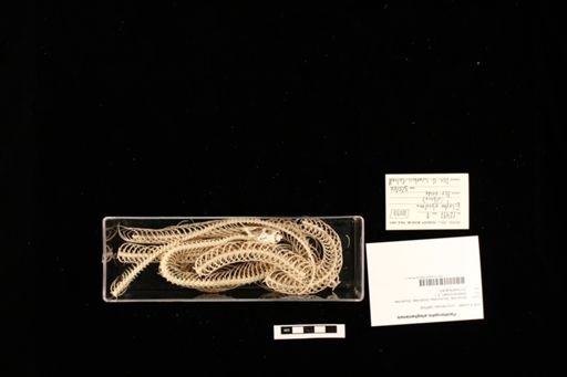 Pantherophis alleghaniensis