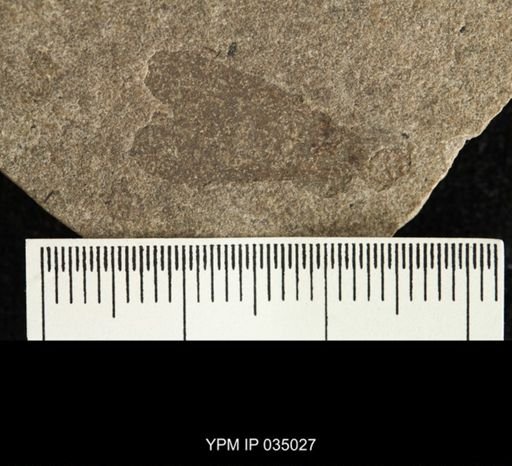 undet. Blattodea