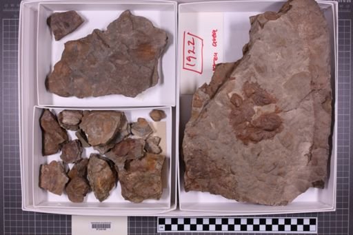 mixed taxa, stratigraphic collection