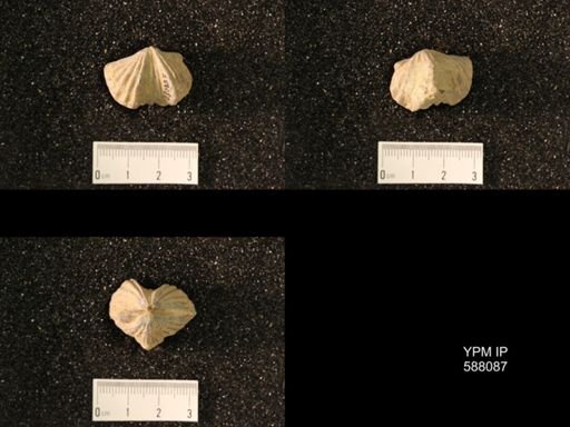 Platystrophia lynx