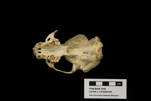 Lontra canadensis canadensis