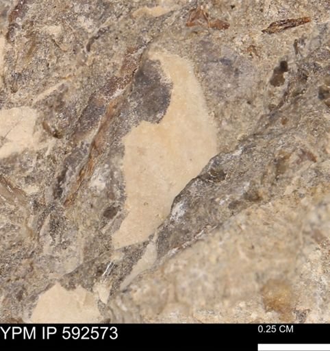 undet. Mollusca
