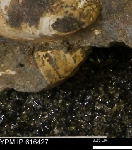Protocardia subquadrata