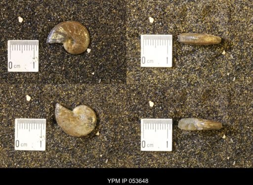 Discoscaphites rossi