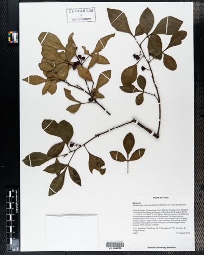 Zanthoxylum dimorphophylum