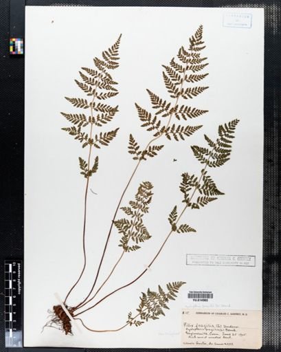 Cystopteris fragilis