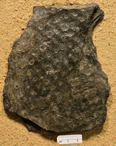 Stigmaria