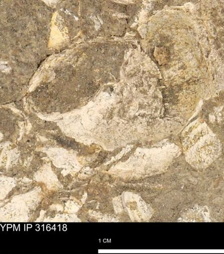 undet. Gastropoda