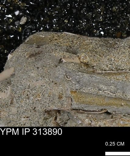 undet. Scaphopoda