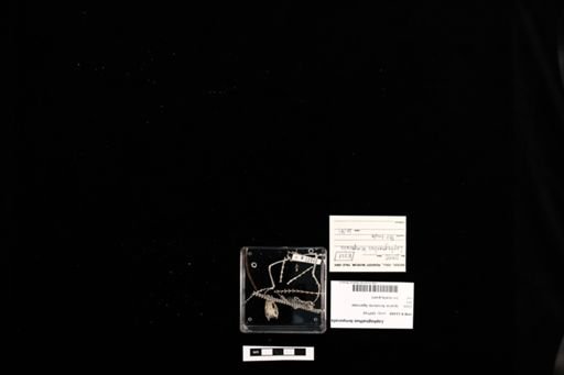 Lophognathus temporalis