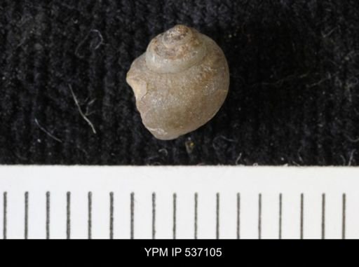 Viviparus montanaensis