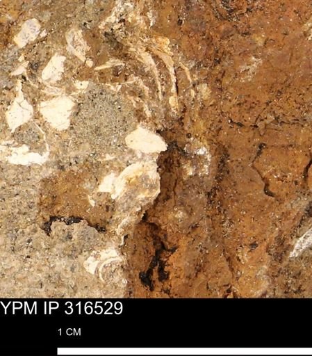 undet. Mollusca