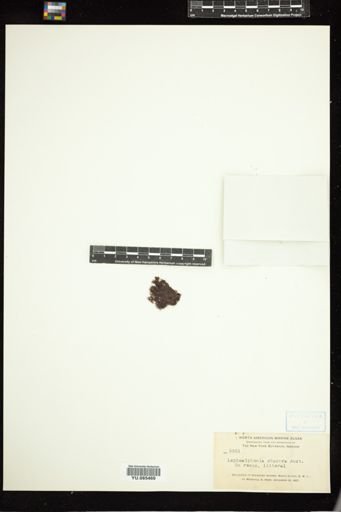 Lophosiphonia obscura