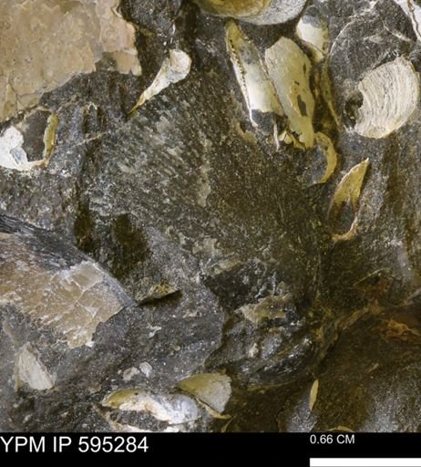 Oxytoma (Hypoxytoma) nebrascana