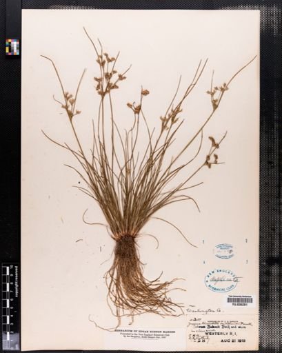 Juncus tenuis